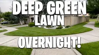 DEEP GREEN LAWN OVERNIGHT WITH IRONITE! 3 DAYS OF IRONITE WITH A FRESH MOW ON DAY 3!