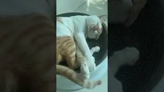 Cute cat 🐈 🐈‍⬛ 