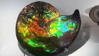 Beautiful Ammolite Fossil | Harvard Minerological Museum