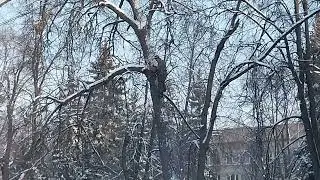 Работа бензопилой дровосек в деле