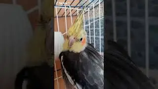 когда хочешь завести кореллу!