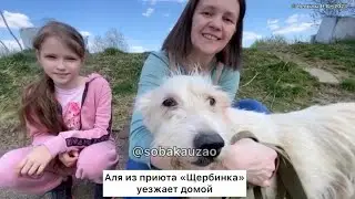 Аля из приюта «Щербинка» уехала домой! Проект помощи Собака Юзао 