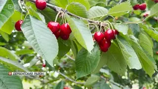 В Южном Дагестане собирают черешню