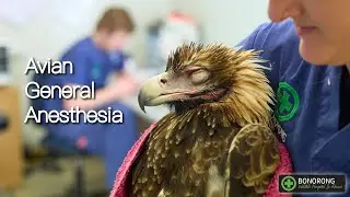 Avian General Anaesthesia