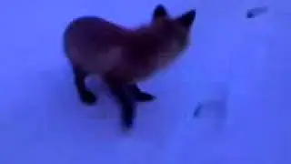 Что будет, если лисе дать алкоголь?