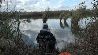 Через камыши за карасями, рыбалка на поплавочную удочку, осень 2022 снасть поплавочная