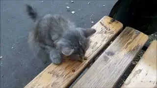 Уличные котейки с нашего двора