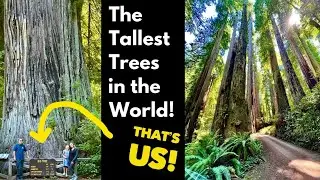 Experience the Magic of The Redwoods: Our First Time with The Tallest Trees!