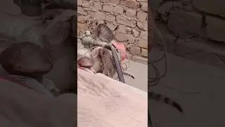 Desi Home Kitty Kitten 🐈 Playing 🤩 
