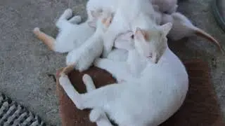 Adult Cat Breastfeeding