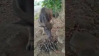 #carabao #kalabaw  #buhayprobinsya #shorts