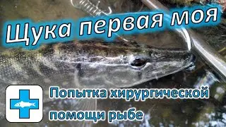 Щука первая моя (My first pike)