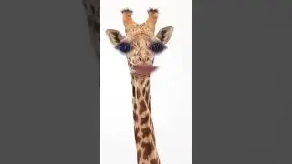 what sound does a giraffe make?