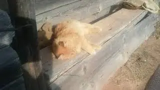 Соседская кошка Ксю на моей заваленке