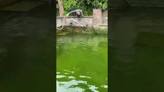 Maintenance Short on the Abandoned Koi Pond