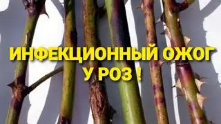 И.О - это первое заболевание роз,после открытия!#болезни_роз