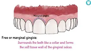 Parts Of Gingiva (Easy)