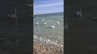 лебеди в Евпатории