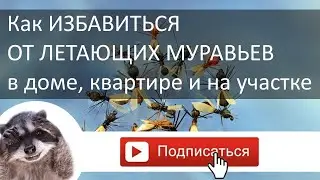 Как избавиться от летающих муравьев. 2 быстрых способа. Доступное средство от муравьев.