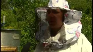 Як стати пасічником