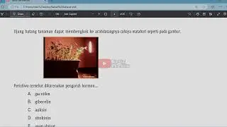 Ujung batang tanaman dapat membengkok ke arah datangnya cahaya matahari seperti pada gambar