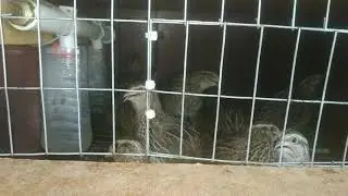 Купил перепела 2021