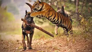 If the leopard is hungry, wait for the catastrophe / animal world