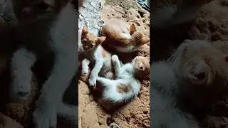 baby Cat