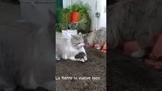 goofy ahh cats