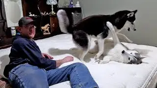 Huskies On a Waterbed