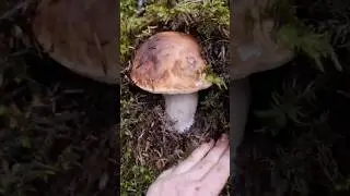 Beautiful mushrooms from Eastern Europe 