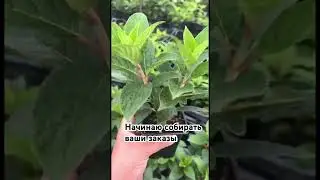 Подписывайтесь на мой телеграмм канал https://t.me/Gortenziievgeniimanagarovoi #хакасия #гортензия