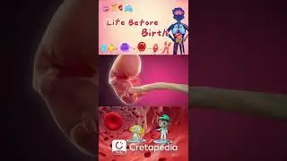 The Incredible Journey: How Babies Grow in Mommy's Tummy#pregnancy  #cartoon  #funfacts #humanbody
