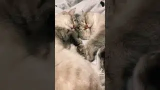 О чём говорит поза спящей кошки