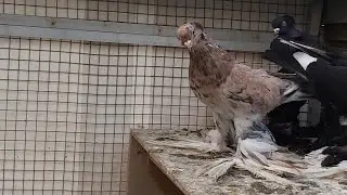 Игра сизого гладкого.