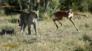 Leopard Teases a Baby Impala Before Killing It // Masai Mara // Wild Extracts
