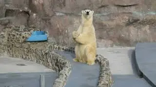 Ижевский зоопарк. Белый медведь поет и танцует!