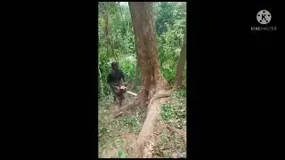 Tebang Sonokeling Galih Super
