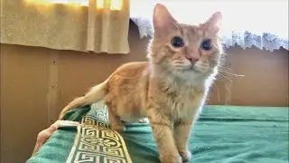 Первый день после кастрации кота Гриши