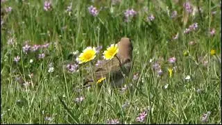 Horned lark in the Carrizo plain on march 23 2010  03