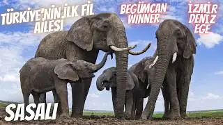 SASALI DOĞAL YAŞAM PARKI | FİLLERİN EĞLENCELİ HALLERİ | 3.BÖLÜM | [4K]