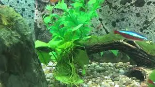 Red cherry shrimp day 4