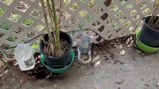 Clumping Bamboo in Containers, 9/2024