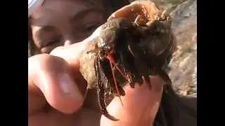 дикий берег Бетты, рак отшельник Василий скромный и забавный