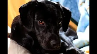 Meet Mabel, the black lab, my new sidekick, and she loves my catrike