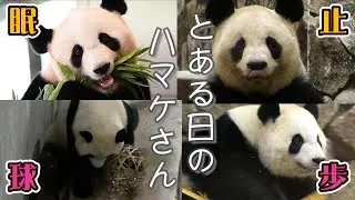 【ボール遊びにこの差あり！】熱い楓浜🍁クールな結浜🎀＆フリーズママ＆お散歩彩浜🍯🌈【とある日のハマケさん】