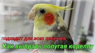 Как выбрать попугая кореллу?Что нужно знать при покупке попугая?Как выбрать здорового попугая?