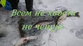 Огромные судаки в диких местах на сетки.