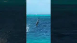 fish 🐟🎏🎏 jumping part-1.    subscribe my channel 🙏🙏