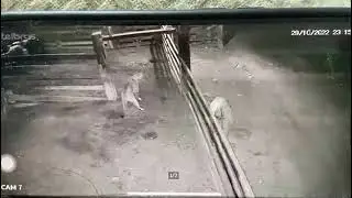 puma selects a domestic goat and then jumps over a fence with it still struggling in its jaws.